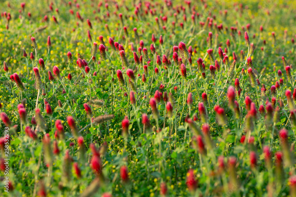 Field of Flowers Weeds Pink Rasberry Color on a Sunny Spring Day Field of Flowers Weeds Pink Rasberry Color on a Sunny Spring Day
