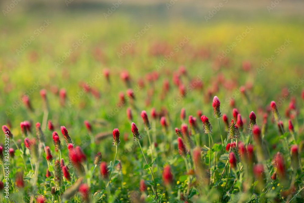 Field of Flowers Weeds Pink Rasberry Color on a Sunny Spring Day Field of Flowers Weeds Pink Rasberry Color on a Sunny Spring Day