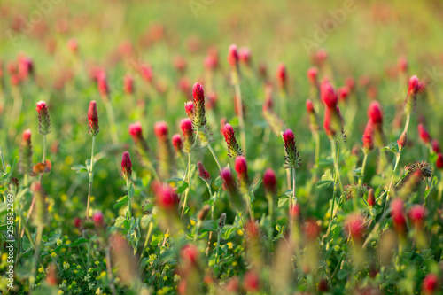 Field of Flowers Weeds Pink Rasberry Color on a Sunny Spring Day © Ursula Page