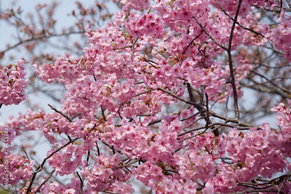 Japanese cherry tree Japanese cherry tree