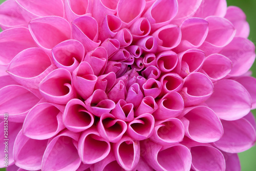Blossom of a pink dahlia in full bloom