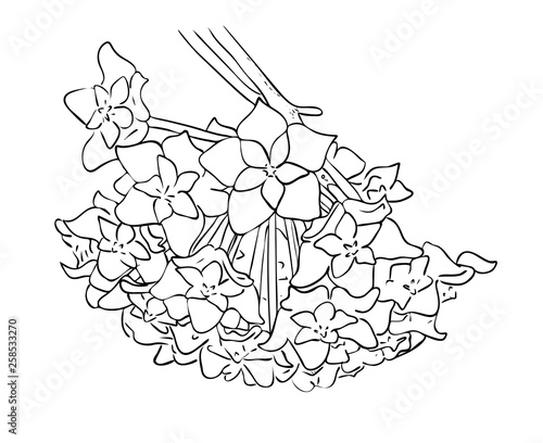 Vector illustration, isolated Hoya flower in black and white colors, outline hand painted drawing