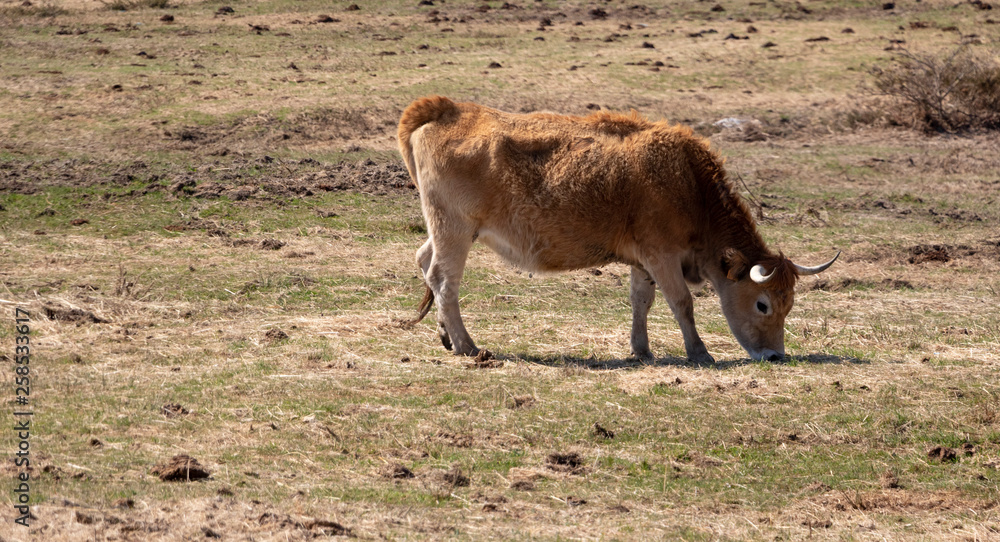 Fototapeta premium cow and calf