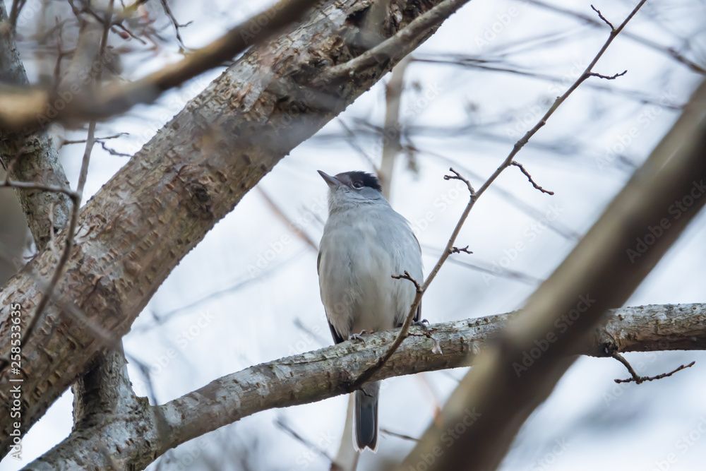 Eurasian Blackcap Perched on Branch in Springtime Eurasian Blackcap Perched on Branch in Springtime