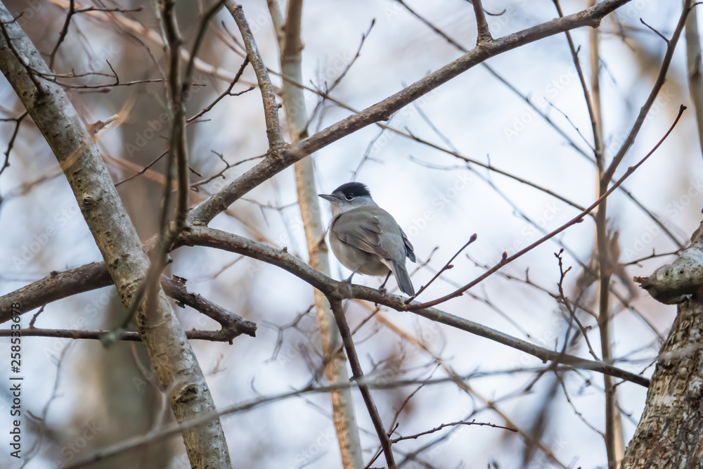 Fototapeta premium Eurasian Blackcap Perched on Branch in Springtime