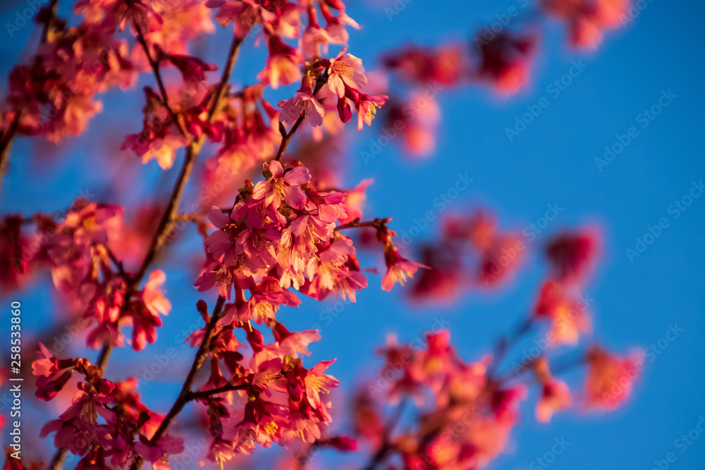 Close-up view of cherry blossoms on their branches during springtime Close-up view of cherry blossoms on their branches during springtime