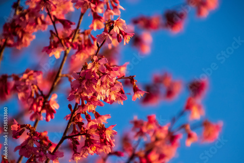 Close-up view of cherry blossoms on their branches during springtime