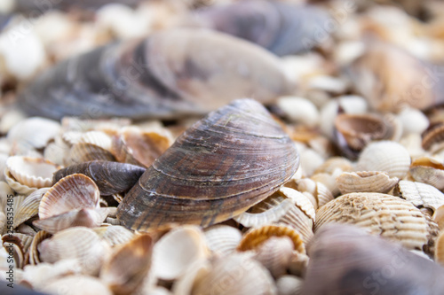 Sea theme background with shells scattered close-up. Sea shell collection.