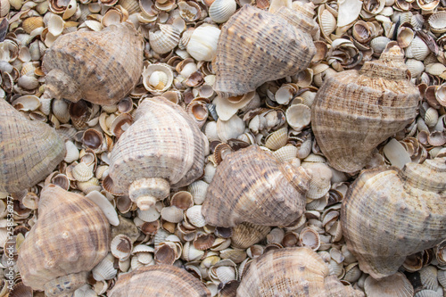 Seashells of different colors. Mollusk shells. Seashell background.