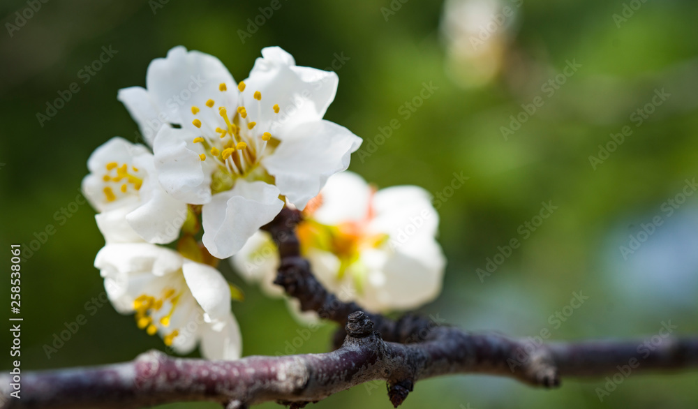 Obraz premium spring nature flowers