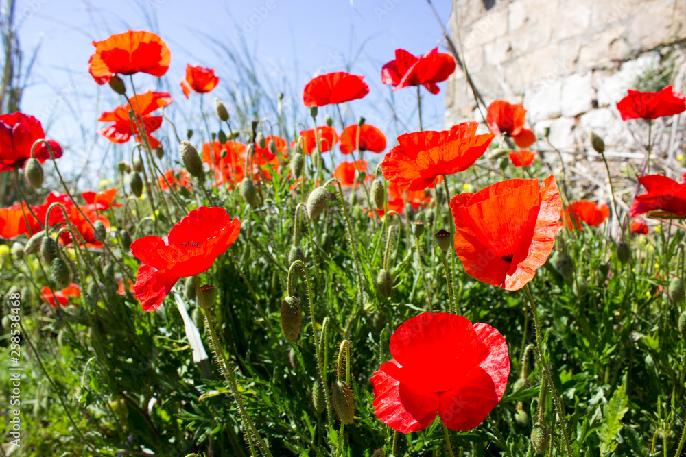 Fototapeta premium Wonderful red poppy flowers in countryside, spring is in the air.