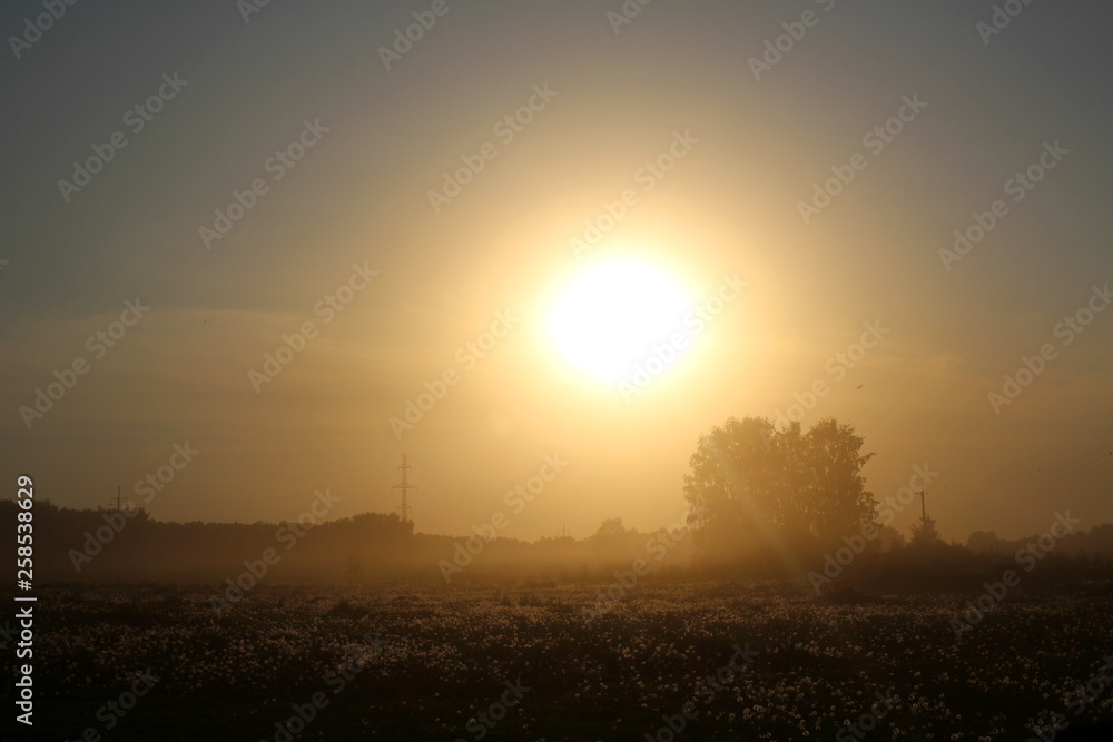 Sunset on the background of a large field with blooming dandelions and forest in the evening twilight