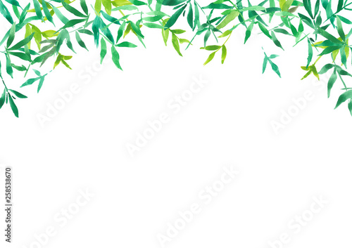 green bamboo leaves for background  watercolor illustration