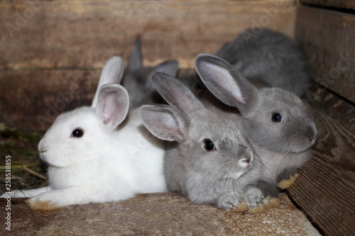 Gray white black rabbits in a cage on a farm live rabbit one looks right