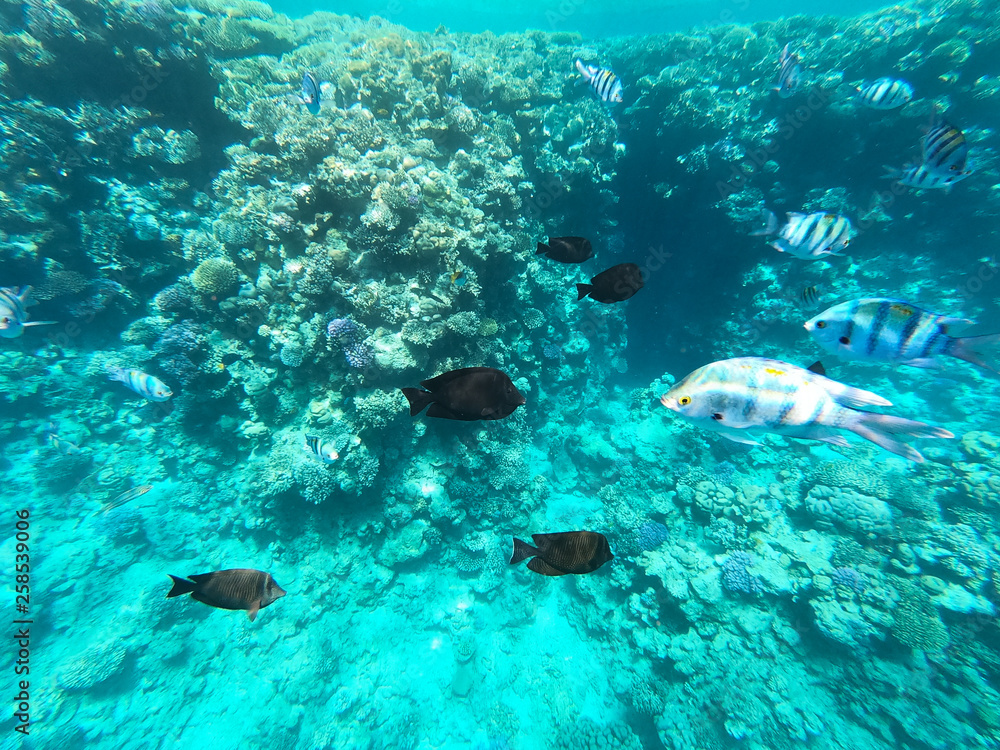 Obraz premium Underwater photography of coral reefs in the red sea. Clear blue water, beautiful corals. Natural natural background. Place to insert text. The theme of tourism and travel.