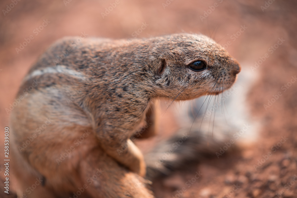 Naklejka premium Closeup of an African Ground Squirrel (xerus scuiridae) twisted in action and looking at the camera, against a red soil background, South Africa