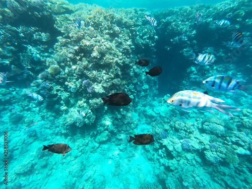 Underwater photography of coral reefs in the red sea. Clear blue water  beautiful corals. Natural natural background. Place to insert text. The theme of tourism and travel.