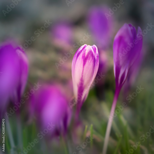 Krokus