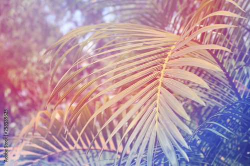 Wallpaper Mural Close up the Tropical Leaves Texture with Dreamy Effect Torontodigital.ca