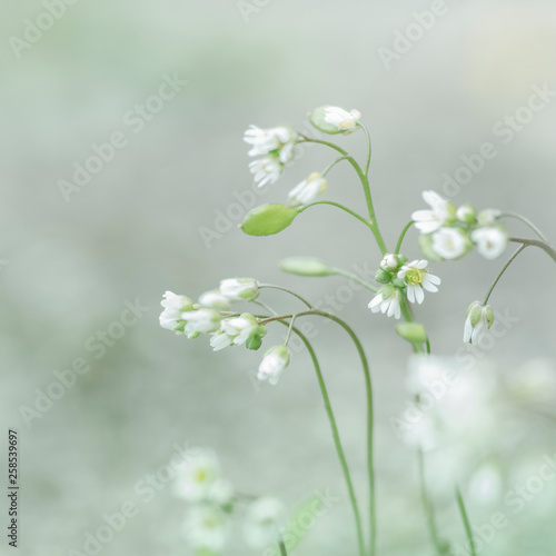 Moosblüten