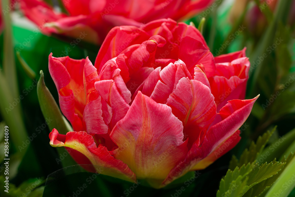 Red tulip flower head Red tulip flower head