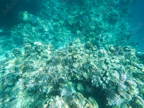Underwater photography of coral reefs in the red sea. Clear blue water, beautiful corals. Natural natural background. Place to insert text. The theme of tourism and travel.