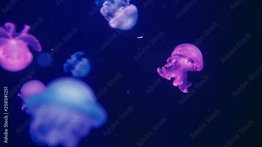 Authentic shot of a jellyfish free swimming in crystal clear water aquarium. Authentic shot of a jellyfish free swimming in crystal clear water aquarium.