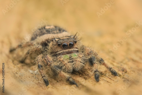 hyllus diardi or jumping spider male asian borneo