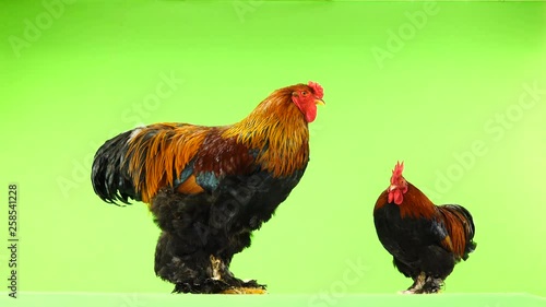 smali and big rooster, same age 1, 5 years , on green screen photo