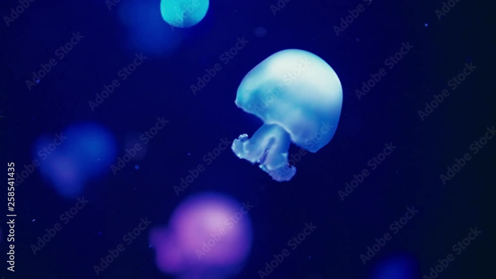 Authentic shot of a jellyfish free swimming in crystal clear water aquarium. Authentic shot of a jellyfish free swimming in crystal clear water aquarium.