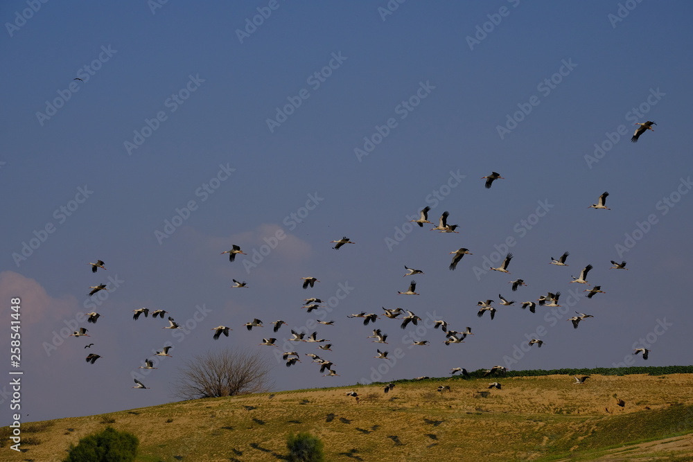 flock of birds flying in blue sky flock of birds flying in blue sky