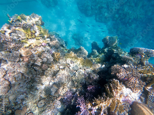 Underwater photography of coral reefs in the red sea. Clear blue water  beautiful corals. Natural natural background. Place to insert text. The theme of tourism and travel.