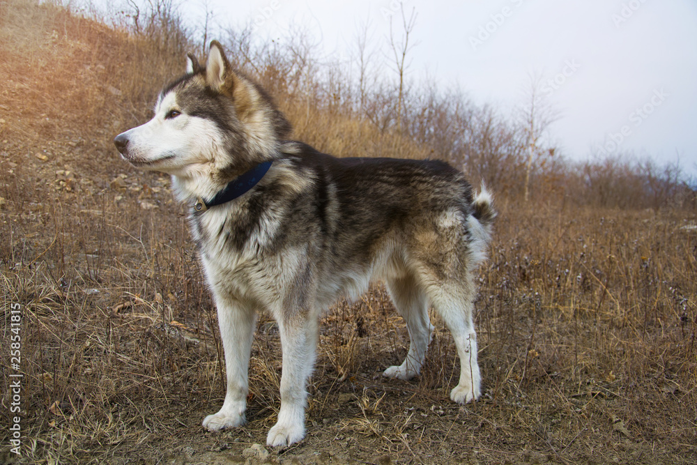 Big Alaskan Malamute standing on a ground and looking straight. Early spring or fall.