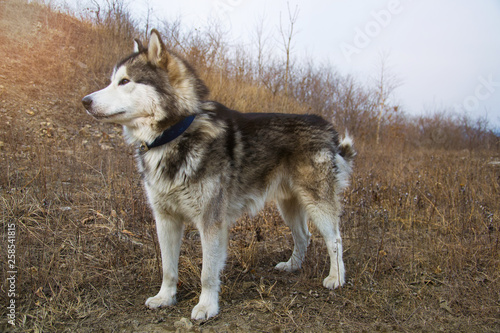 Big Alaskan Malamute standing on a ground and looking straight. Early spring or fall.