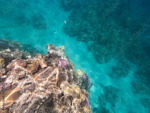 Underwater photography of coral reefs in the red sea. Clear blue water  beautiful corals. Natural natural background. Place to insert text. The theme of tourism and travel.