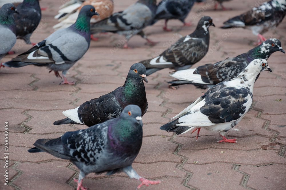 Obraz premium Bird dove on the background with grey asphalt 