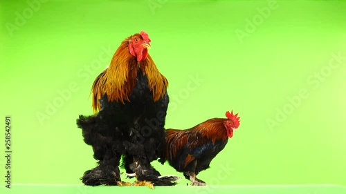 smali and big rooster, same age 1, 5 years , on green screen photo