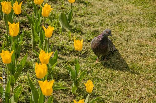 Bird dove on the background with green grass 