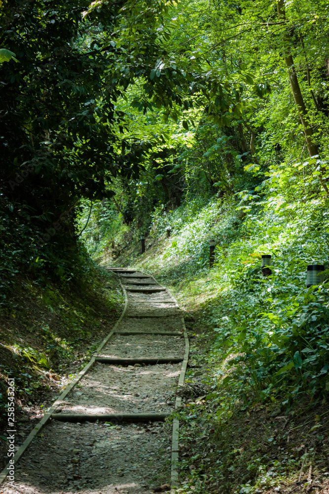 Obraz premium Chemin