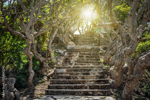 Old stone staircase in a tropical grove, illuminated by the sun