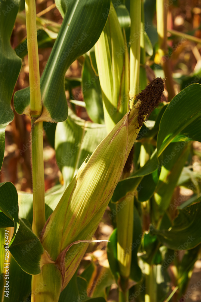 Fototapeta premium Ear of corn in natural daylight on a summer day