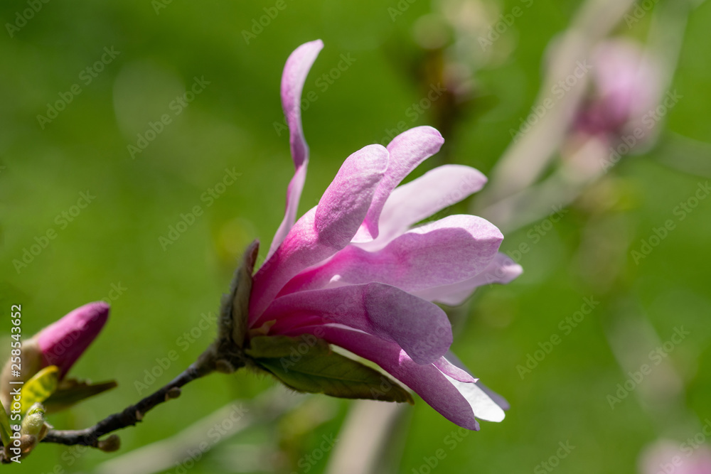 Magnolia flower on tree branch on blurred background. Blossoming flower with violet petals and green leaves