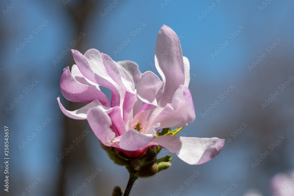 Magnolia flower on tree branch on blurred background. Blossoming flower with violet petals and green leaves Magnolia flower on tree branch on blurred background. Blossoming flower with violet petals and green leaves