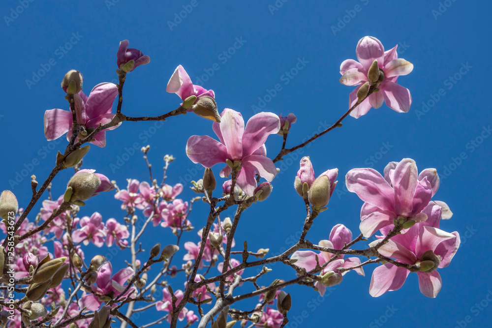 Magnolia flower on tree branch on blurred background. Blossoming flower with violet petals and green leaves Magnolia flower on tree branch on blurred background. Blossoming flower with violet petals and green leaves