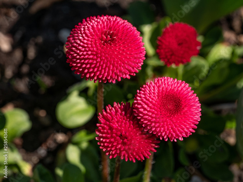 Pink English daisies - Bellis perennis in spring park. Detailed seasonal natural scene.