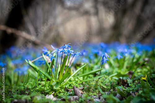 Scilla growing in early spring