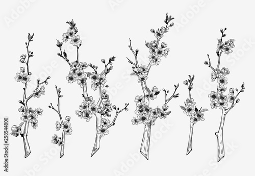 Hand drawn vintage sakura branches illustration set. Botanical graphic sketch collection for cards, invitation, prints, posters, tattoo, clothes, t-shirt design, pins, patches, badges, stickers.