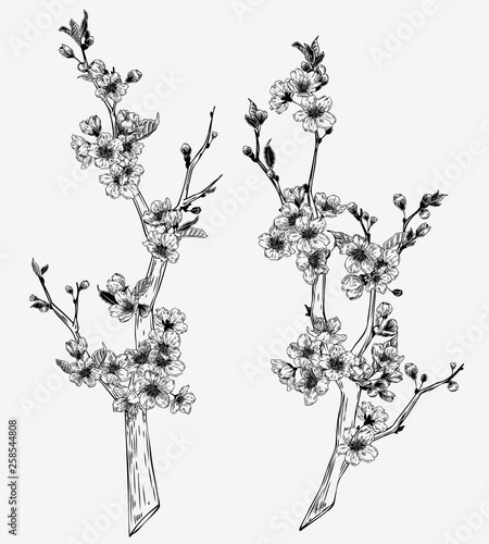 Hand drawn vintage sakura branches illustration set. Botanical graphic sketch collection for cards, invitation, prints, posters, tattoo, clothes, t-shirt design, pins, patches, badges, stickers.