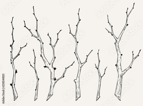 Hand drawn set of tree branch in vintage style. Black and white collection of sakura branch graphic element for cards, invitation, prints, posters, tattoo, clothes, t-shirt, patches, stickers.