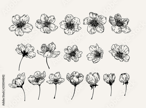 Hand drawn set of sakura flowers in vintage style. Black and white collection of cherry blossoms graphic element for cards, invitation, prints, posters, tattoo, clothes, t-shirt design.
